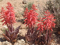 Aloe variegata L.