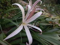 Crinum papillosum Nordal