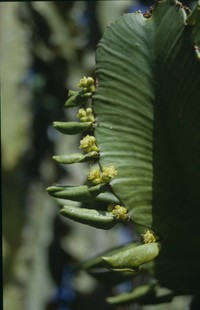 Euphorbia ampliphylla Pax