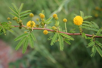 Acacia hockii De Wild.