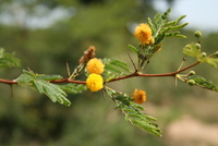 Acacia hockii De Wild.