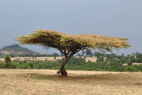 Acacia negrii Pic. Serm.