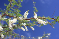 Acacia senegal (L.) Willd.