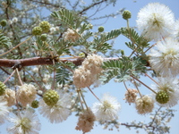 Acacia tortilis (Forssk.) Hayne