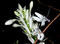 Whitfieldia elongata (P. Beauv.) De Wild. & T. Durand