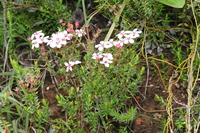 Adenandra marginata (L. f.) Roem. & Schult.