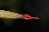 Agelanthus brunneus (Engl.) Balle & N. Hallé