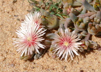Mesembryanthemum sinuosum L. Bolus