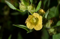 Alectra sessiliflora (Vahl) Kuntze