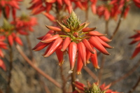 Aloe hereroensis Engl.