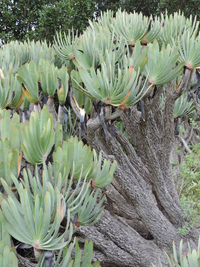 Aloe plicatilis (L.) Mill.