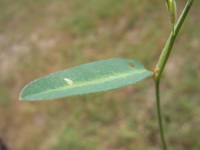 Alysicarpus rugosus (Willd.) DC.