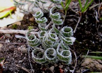 Gethyllis villosa (Thunb.) Thunb.