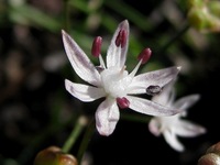 Strumaria tenella (L. f.) Snijman