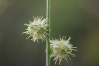 Pupalia lappacea (L.) A.Juss.
