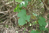 Ampelocissus grantii (Baker) Planch.