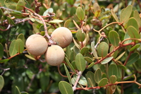 Ancylobothrys capensis (Oliv.) Pichon