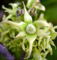 Polyalthia longifolia (Sonn.) Thwaites