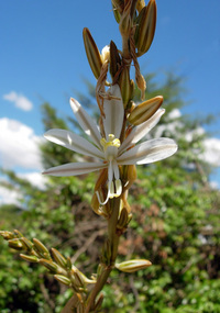Chlorophytum stolzii (K.Krause) Kativu