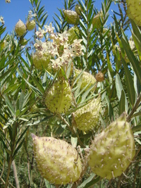 Gomphocarpus fruticosus (L.) W.T.Aiton