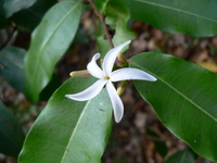 Landolphia parvifolia K.Schum.