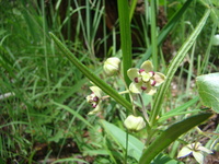 Asclepias palustris (K. Schum.) Schltr.