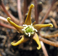 Cynanchum praecox Schltr. ex S.Moore