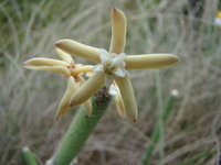 Cynanchum viminale subsp. suberosum (Meve & Liede) Goyder