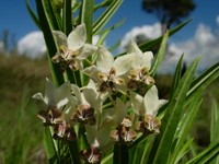 Gomphocarpus fruticosus (L.) W.T.Aiton