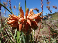 Aloe ecklonis Salm-Dyck