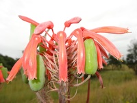 Aloe maculata All.