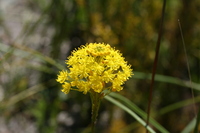 Bulbinella triquetra (L. f.) Kunth