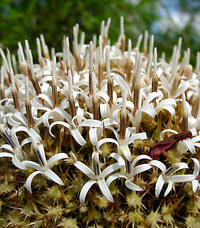 Echinops giganteus A. Rich.