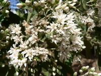 Vernonia amygdalina Delile