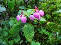 Impatiens stuhlmannii Warb.