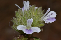 Barleria phaylopsis Milne-Redh.