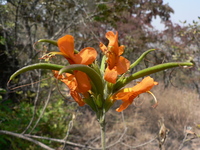 Tecomaria capensis (Thunb.) Spach