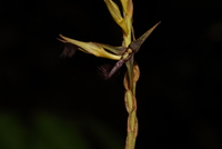 Bulbophyllum saltatorium Lindl.
