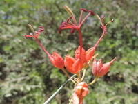 Cadaba aphylla (Thunb.) Wild