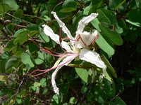 Bauhinia petersiana Bolle