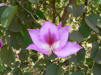 Bauhinia variegata L.