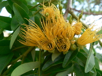 Cordyla africana Lour.