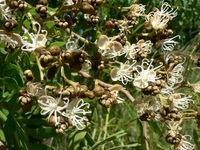 Julbernardia paniculata (Benth.) Troupin