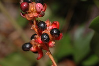 Campylospermum calanthum (Gilg) Farron