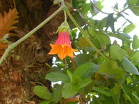 Canarina eminii Asch. & Schweinf.