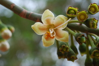 Ceiba pentandra (L.) Gaertn.