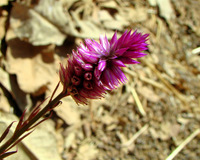 Celosia argentea L.