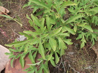 Cissus palmatifida (Baker) Planch.