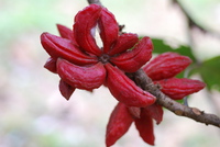 Cola cauliflora Mast.