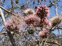 Combretum mossambicense (Klotzsch) Engl.